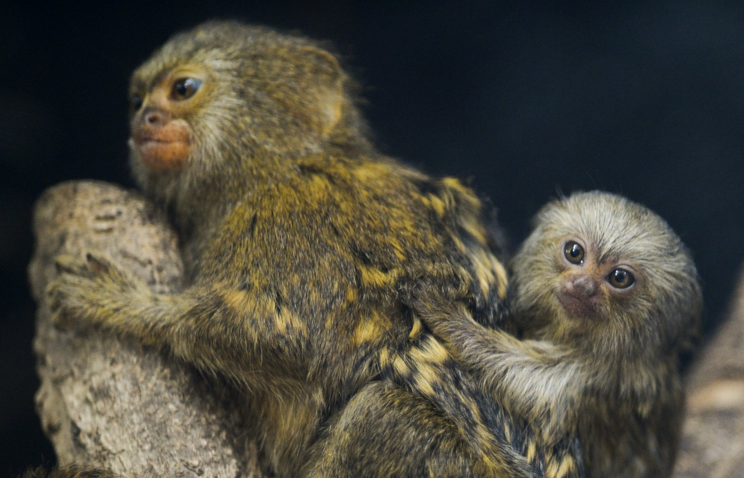 Scientists Create World’s First HumanMonkey Hybrid In Chinese Lab