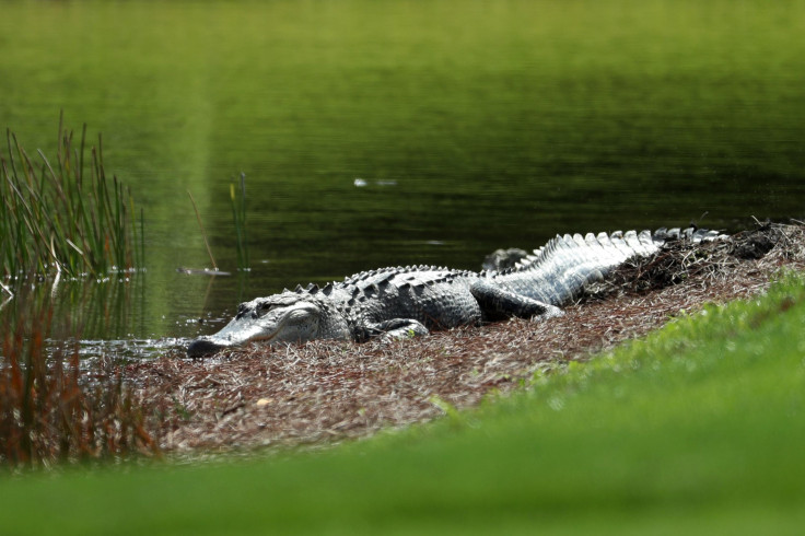 alligator-florida