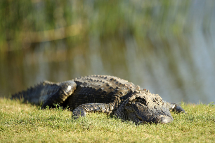 Alligator 