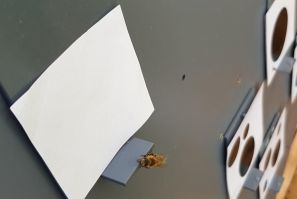 Bee Chooses Zero