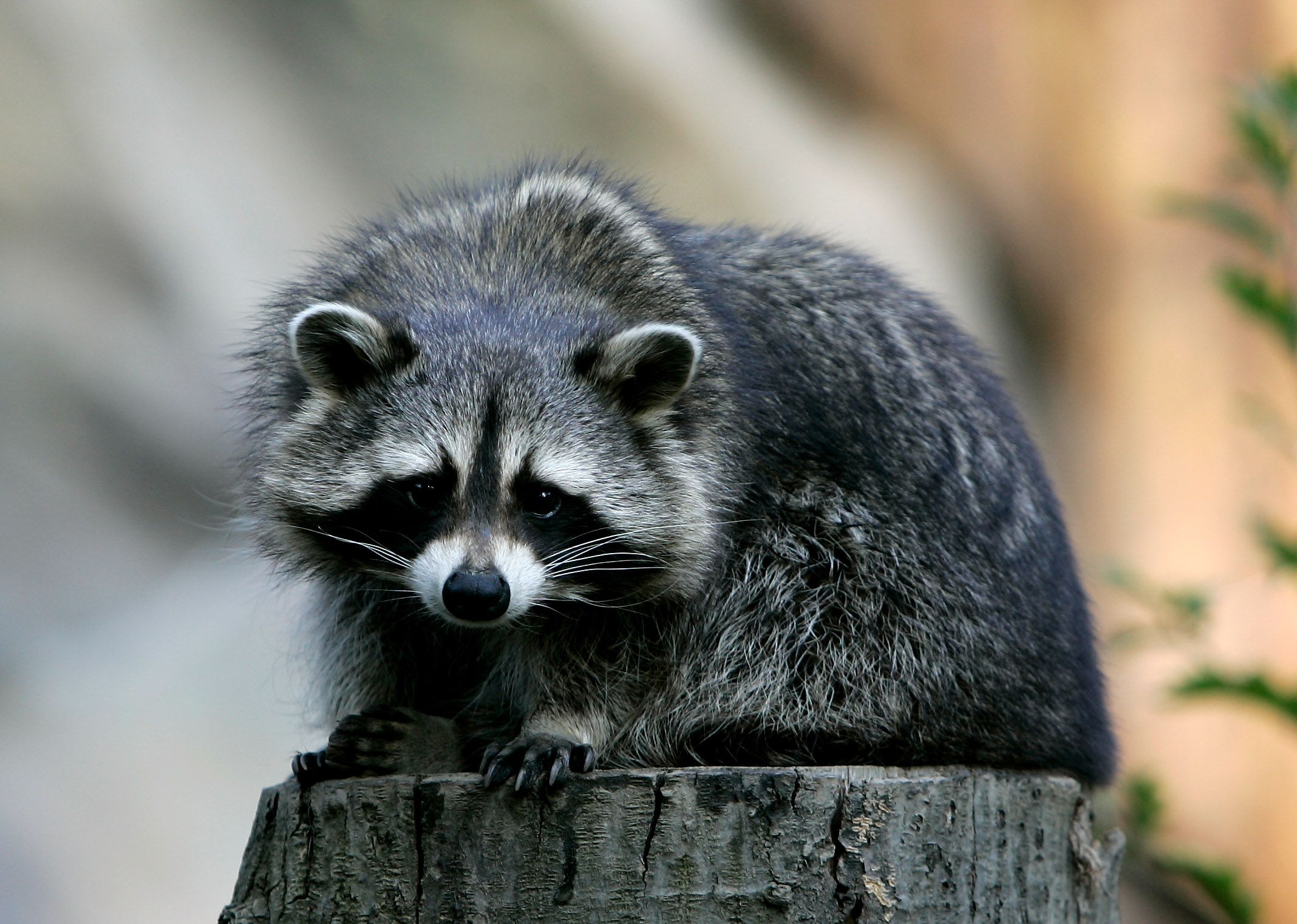 North Dakota Authorities Issue Rabies Warning After Woman Brings ...