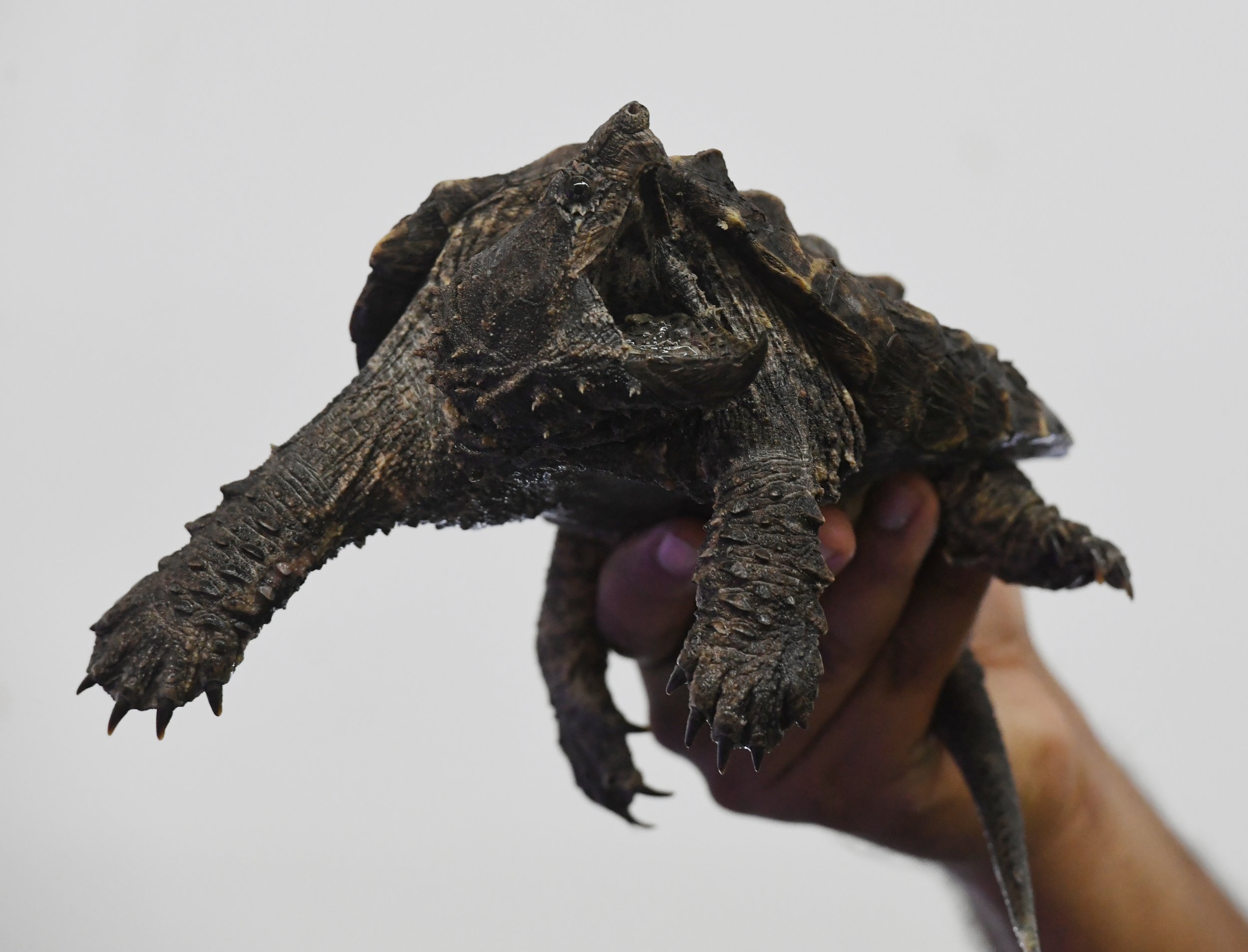 Human Finger Found In Alligator Snapping Turtle Prompts Police ...