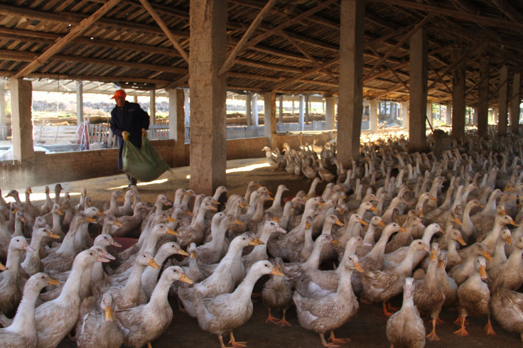 Chinese Bird Flu 