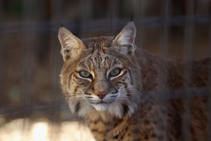 Bobcat 