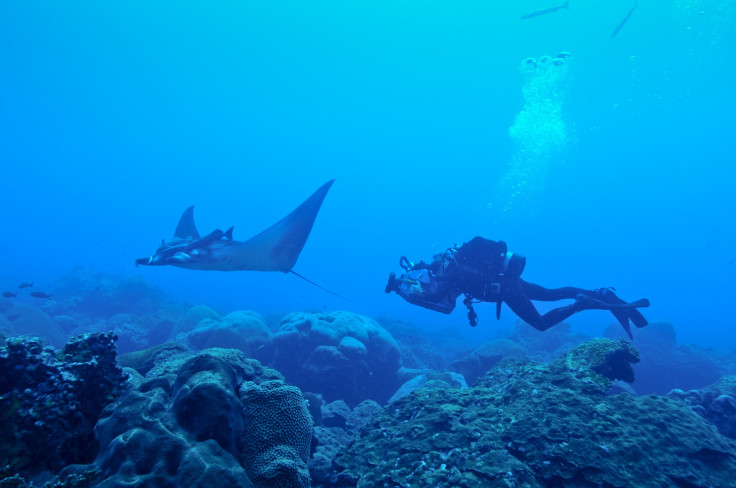 Juvenile Manta Ray