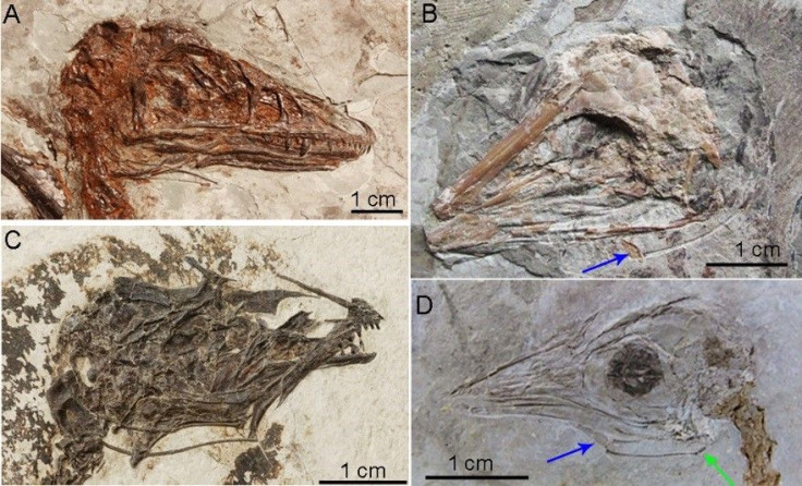 Fossil Heads with Hyoid Bones