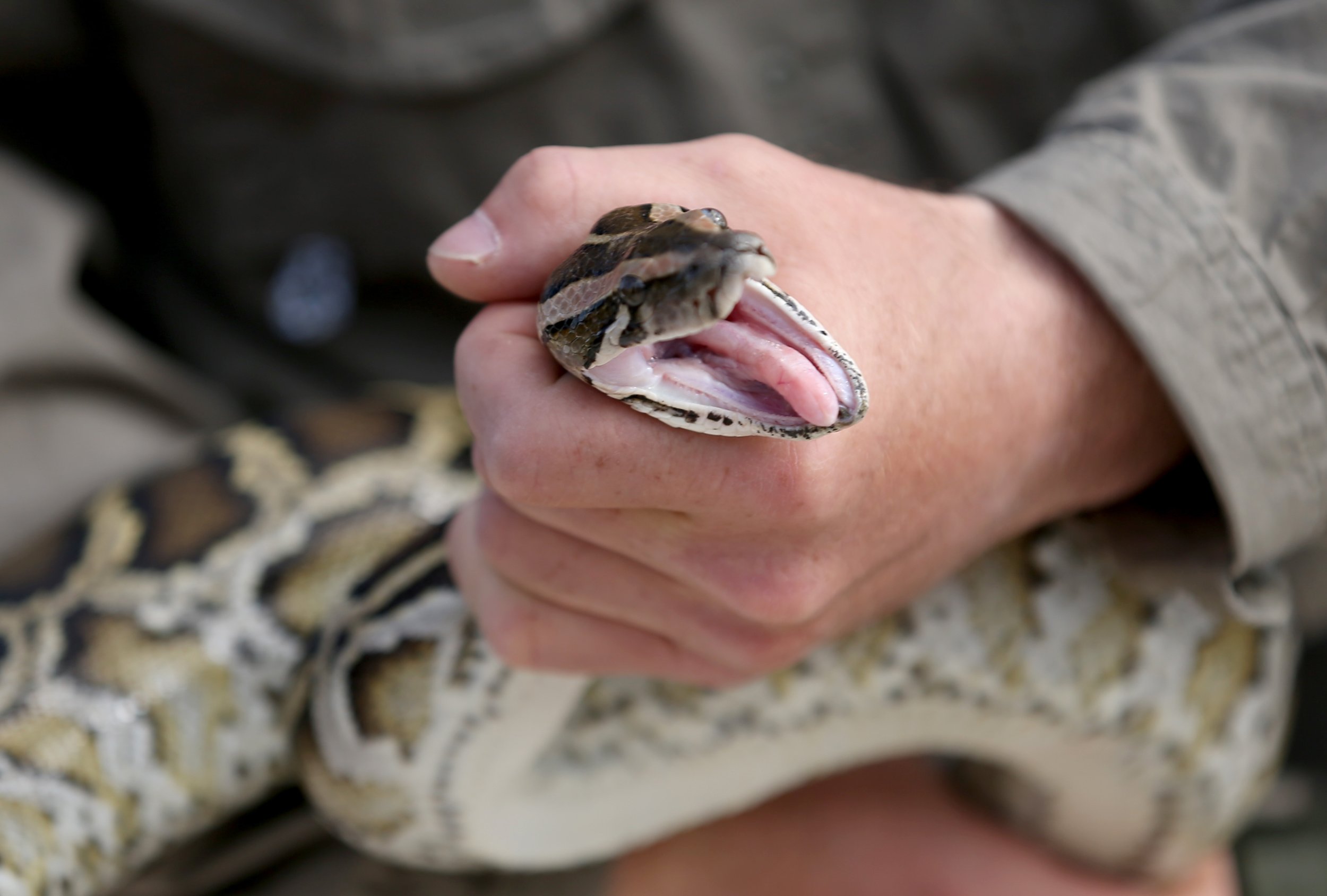 10-foot-snake-crossing-busy-highway-halts-traffic-rescued-from-under