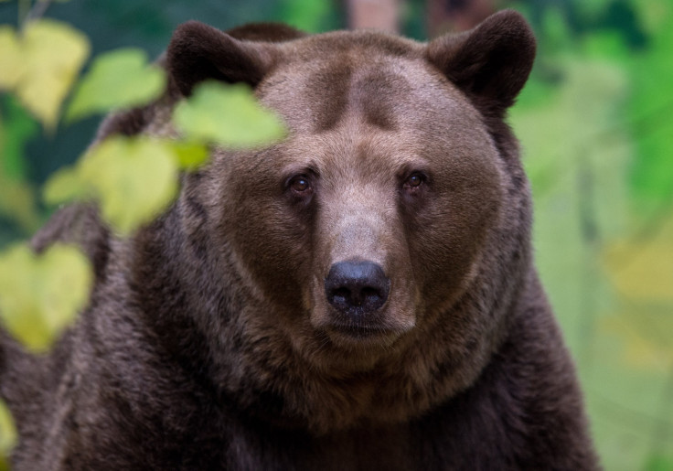 Brown Bear 