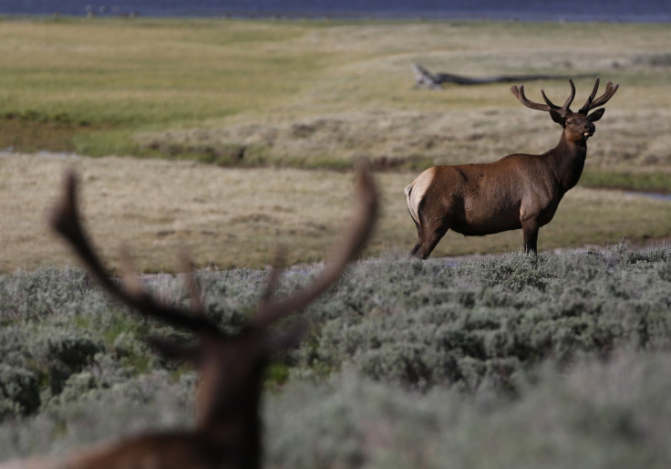 Yellowstone Elk