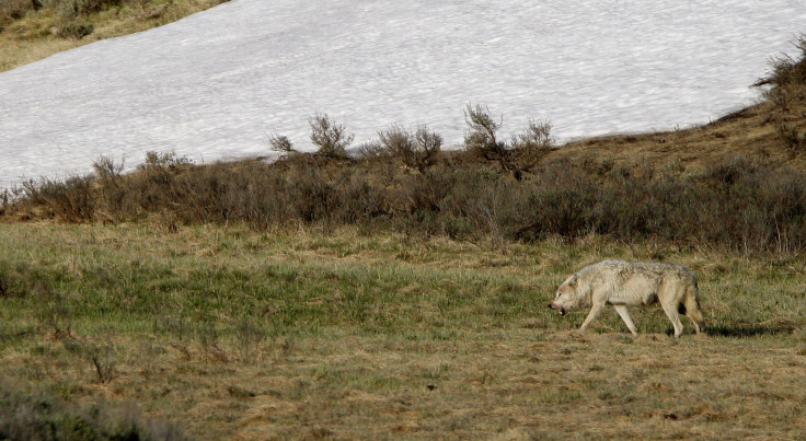 Yellowstone Wolf