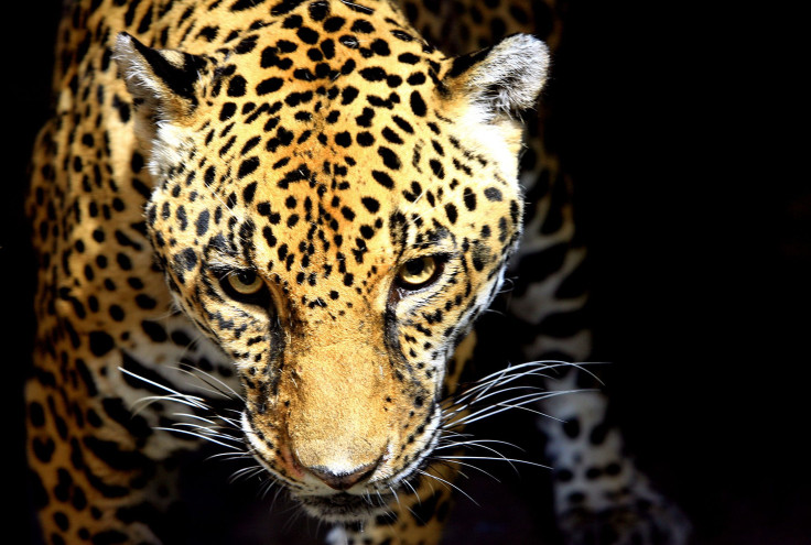 jaguar