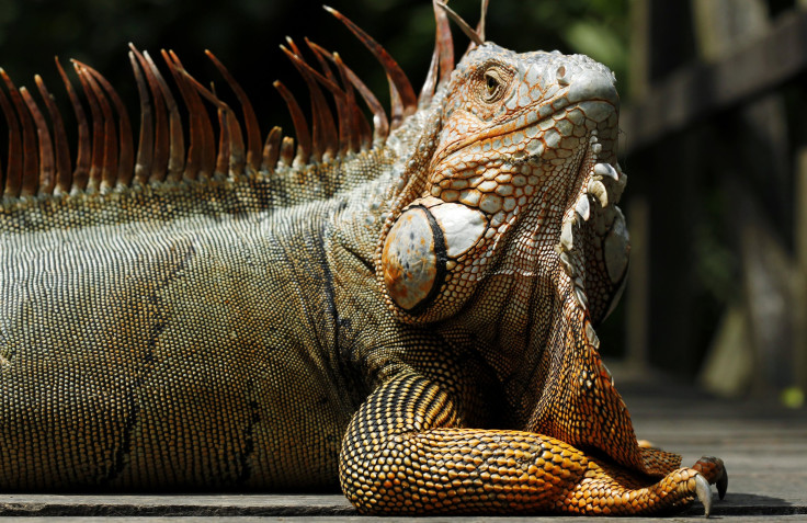 Iguana 