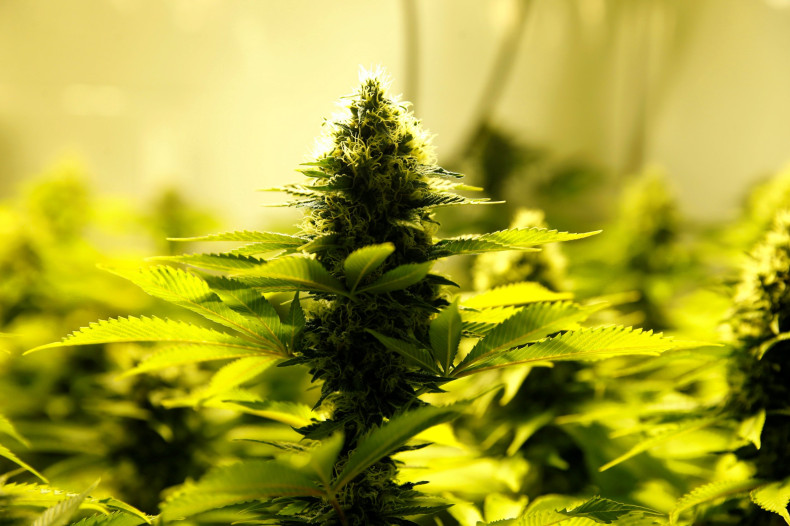 Marijuana leaf and bud