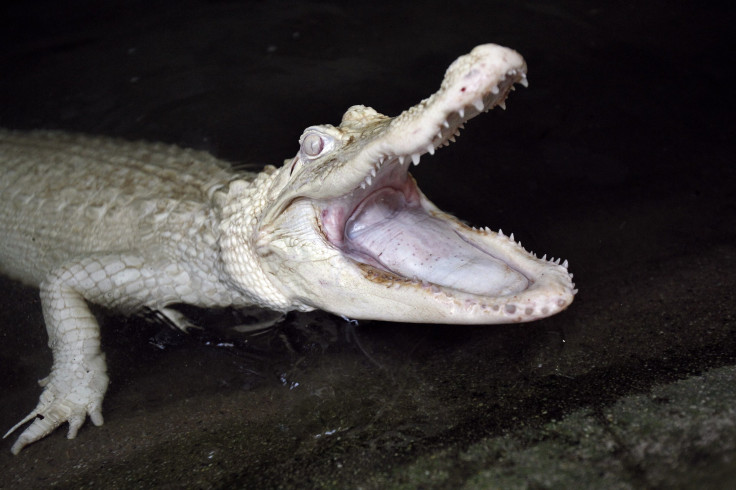 white gator