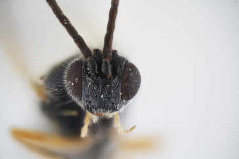 New Xenomorph Wasp