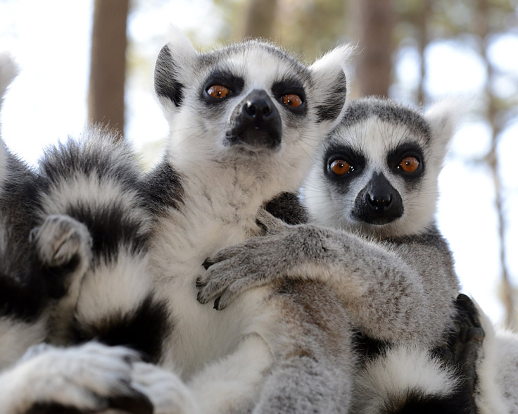 Ring-Tailed Lemur