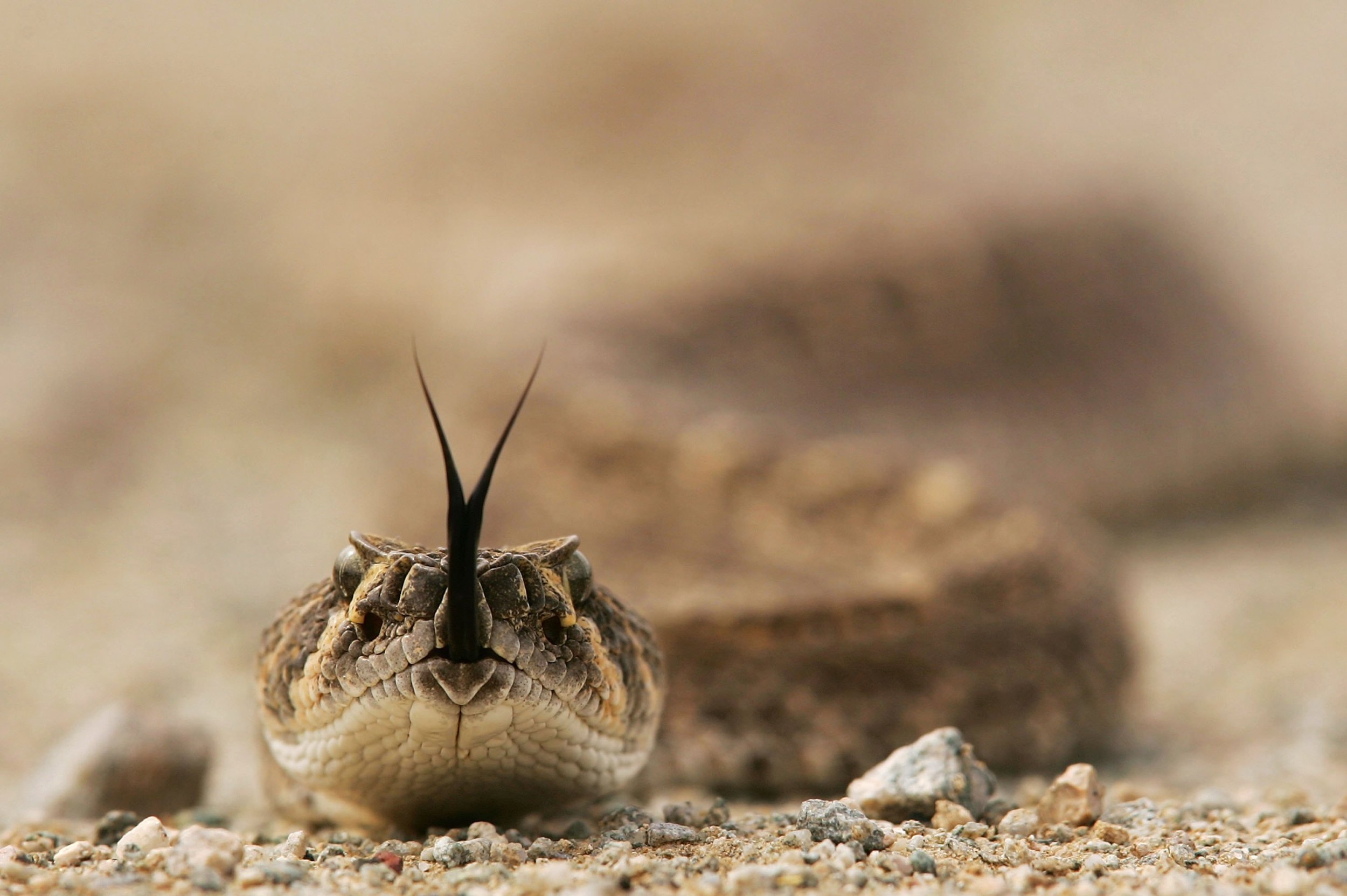 Rare, two-headed rattlesnake found in New Jersey forest