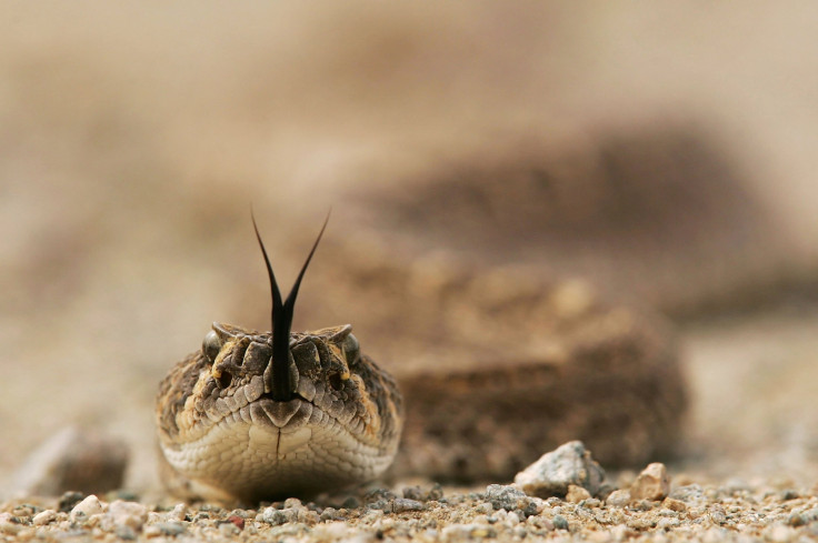 Rattlesnake 