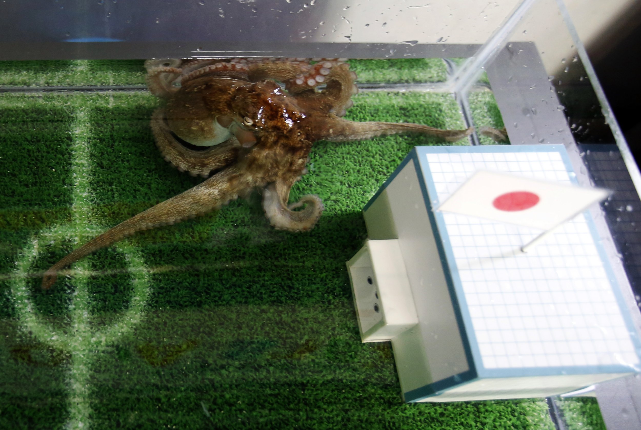 Paul the octopus, Taiyo the otter and the World Cup's other psychic animals, Sport