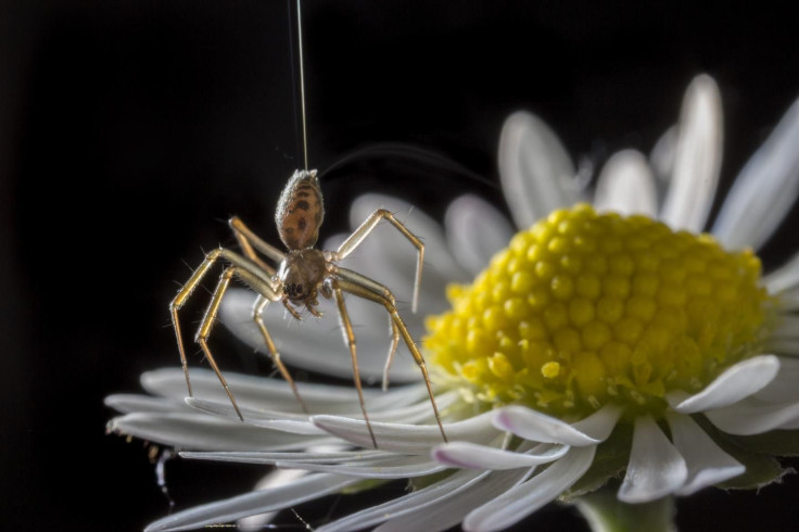 Ballooning Spide