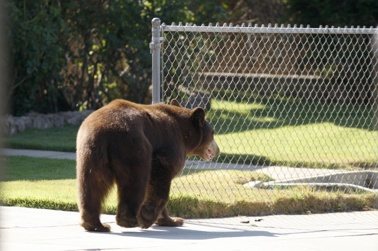 Black Bear In LA