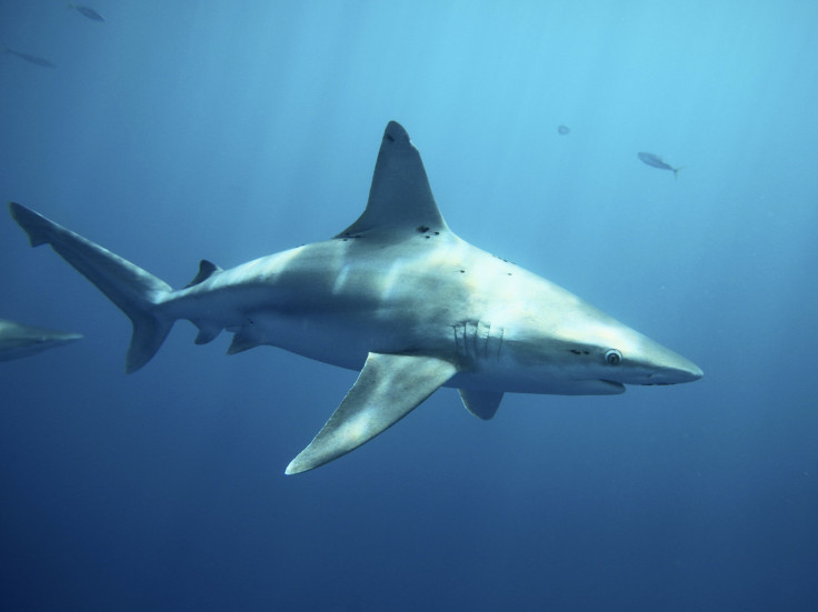 Shark Attack at Fire Island 