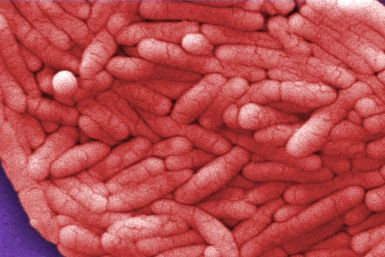 Salmonella Bacteria Close Up