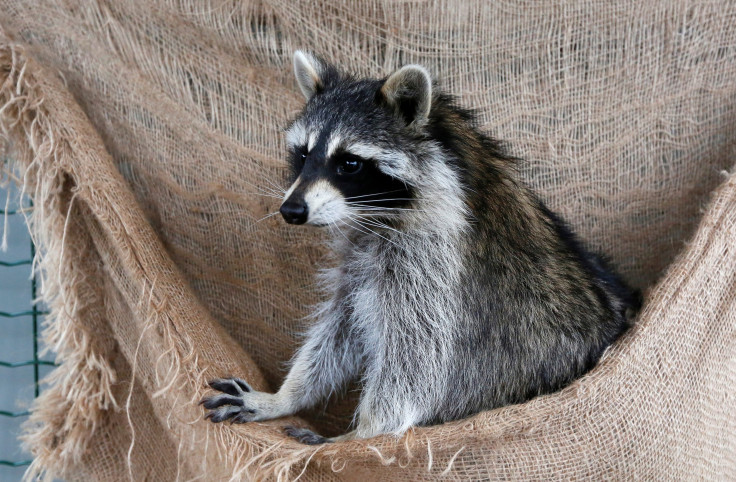 raccoon 