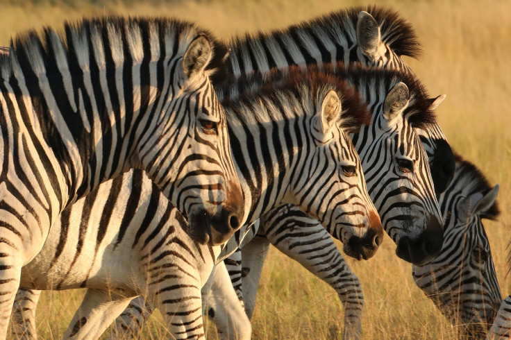 Zebras In The Wild