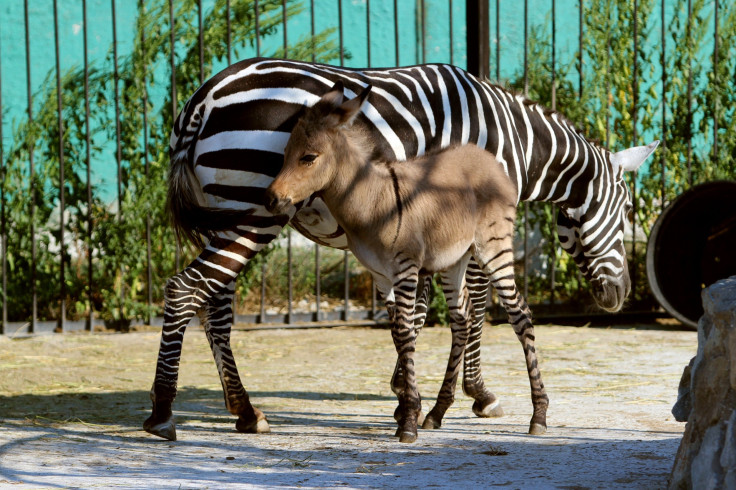 Zebra Donkey Hybrid