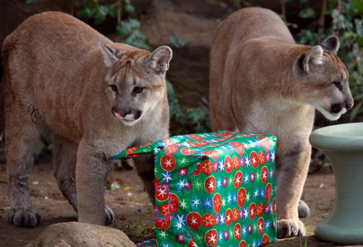 Mountain Lions 