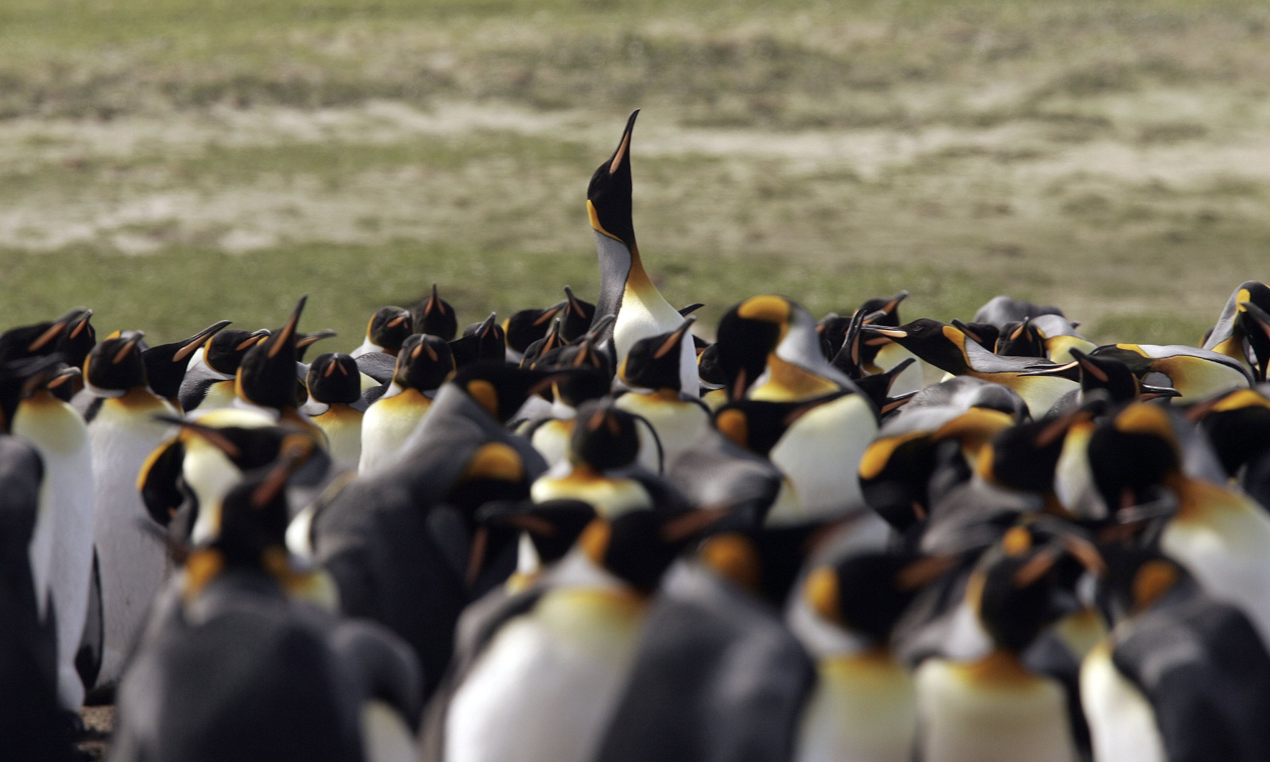 Average Size Of King Penguin