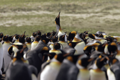 King Penguin Population Declines