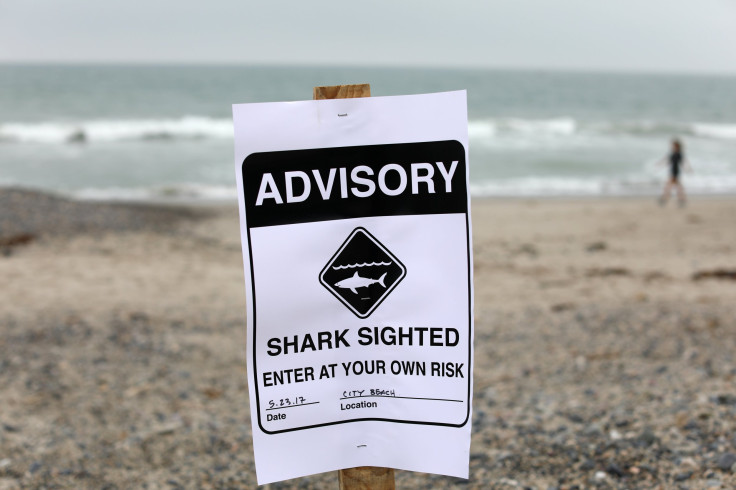 shark warning