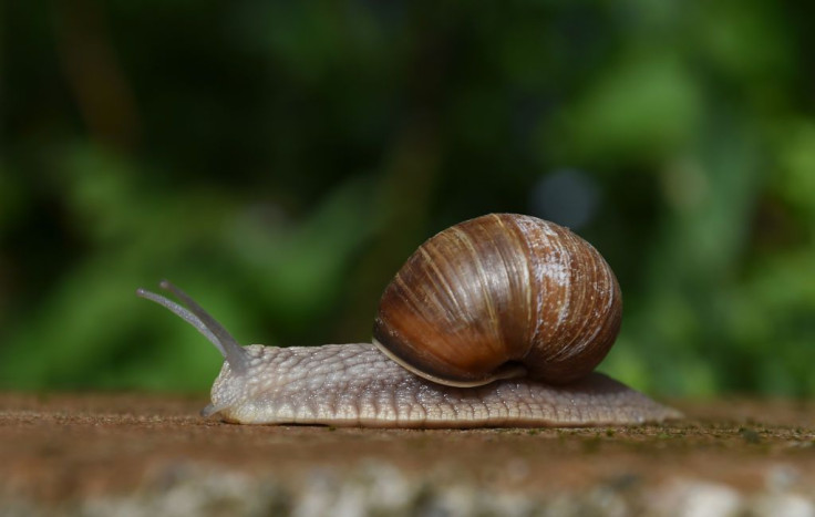 Snail