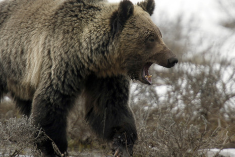 Bear Attacks 10-Year-Old 