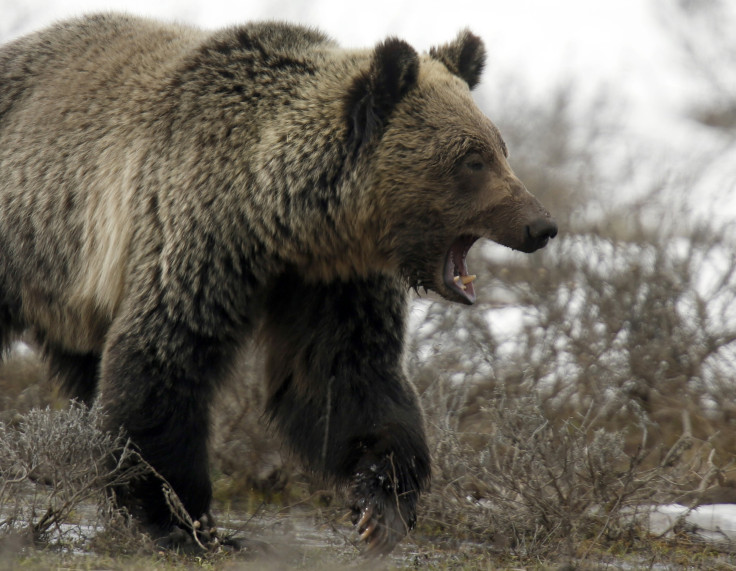 Bear Attacks 10-Year-Old 