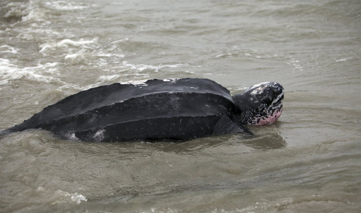 leatherback turtle