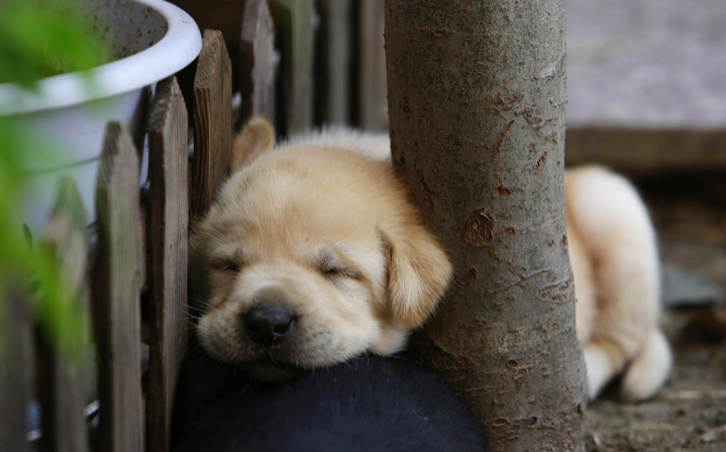 dog day