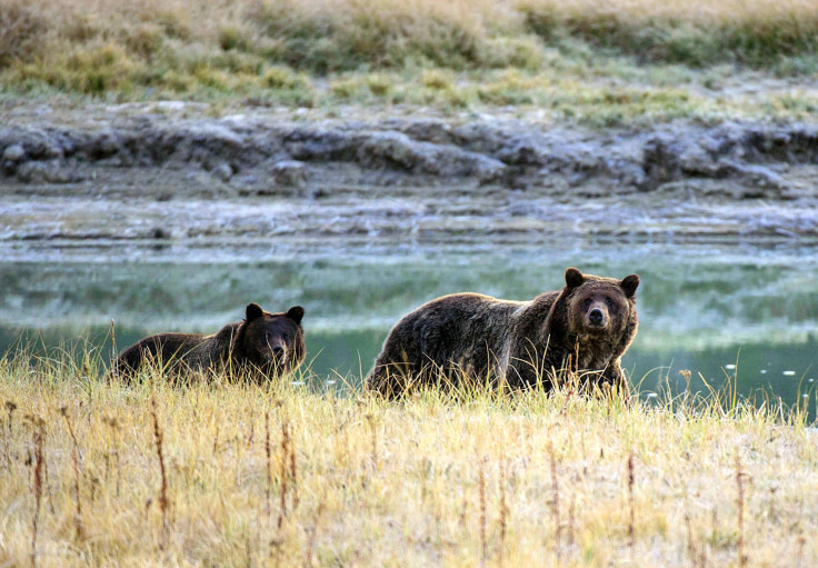 Grizzly Bear Population In Montana Recovering 