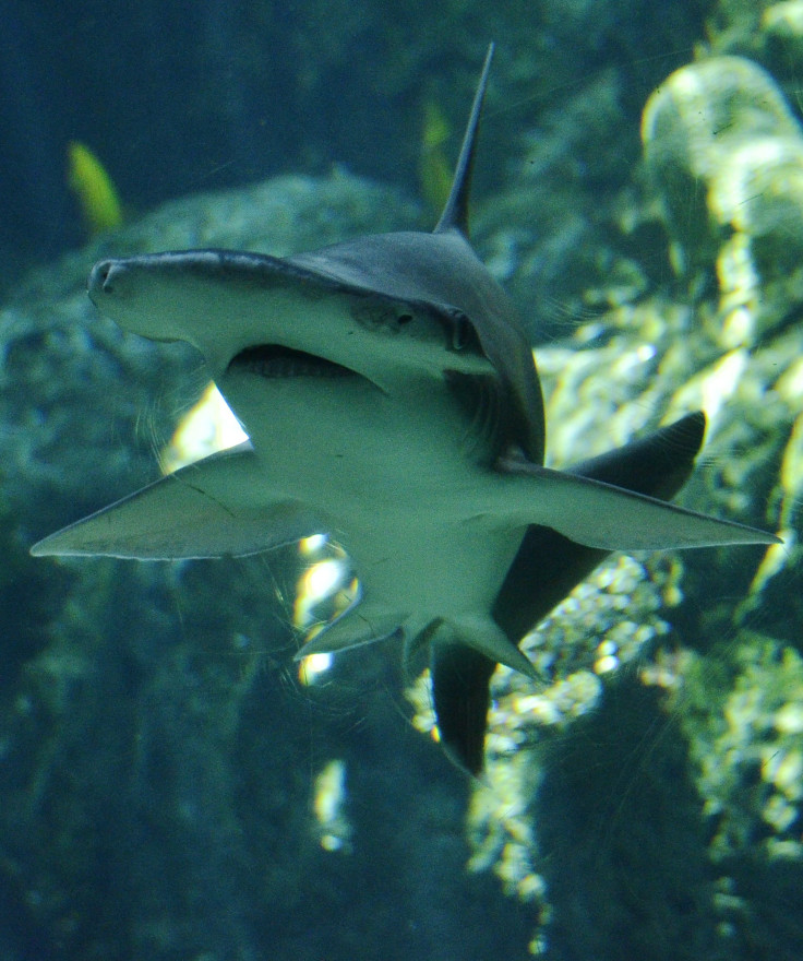 Bonnethead shark