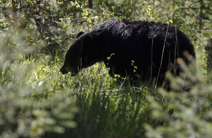 Black Bear Attacks Off-Duty NYPD Officer