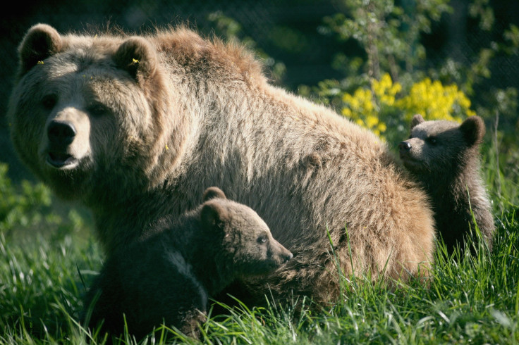 Four Bears Break Into Colorado Airbnb