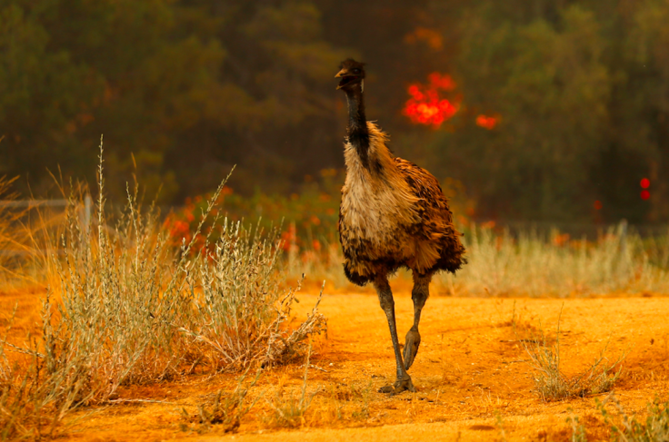 Emu