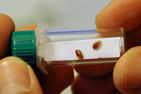 MTA Buses Quarantined Due To Possible Bed Bug Infestation 