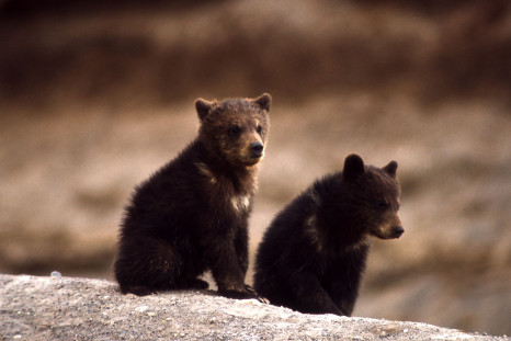 Yellowstone Grizzly Bears Back On Endangered Species List 