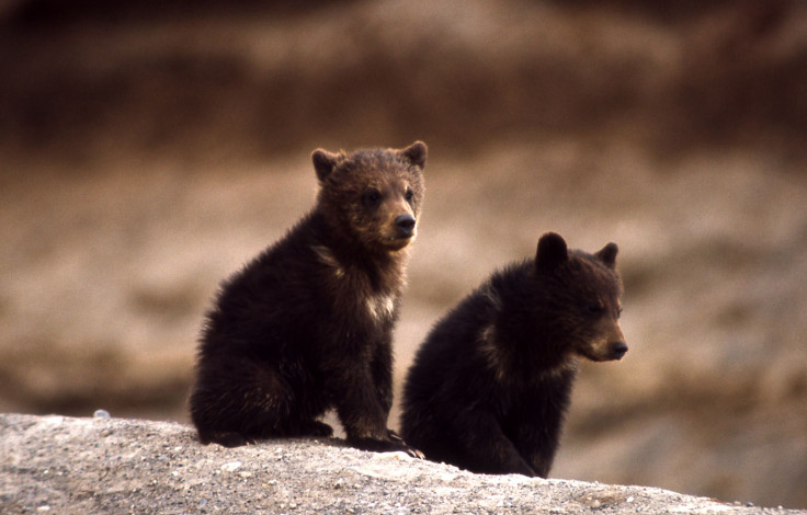 Yellowstone Grizzly Bears Back On Endangered Species List 