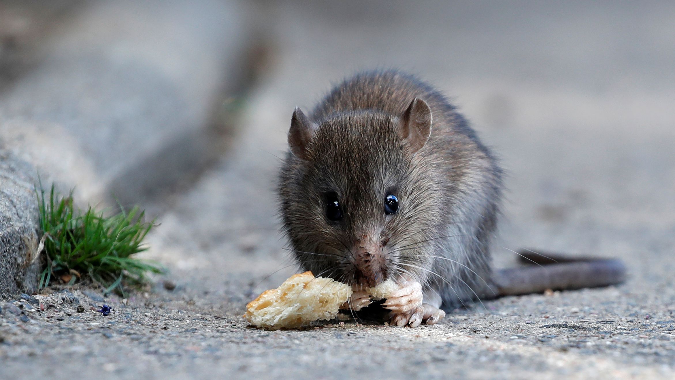 Worlds First Human Case Of Rat Hepatitis E Discovered In Hong Kong