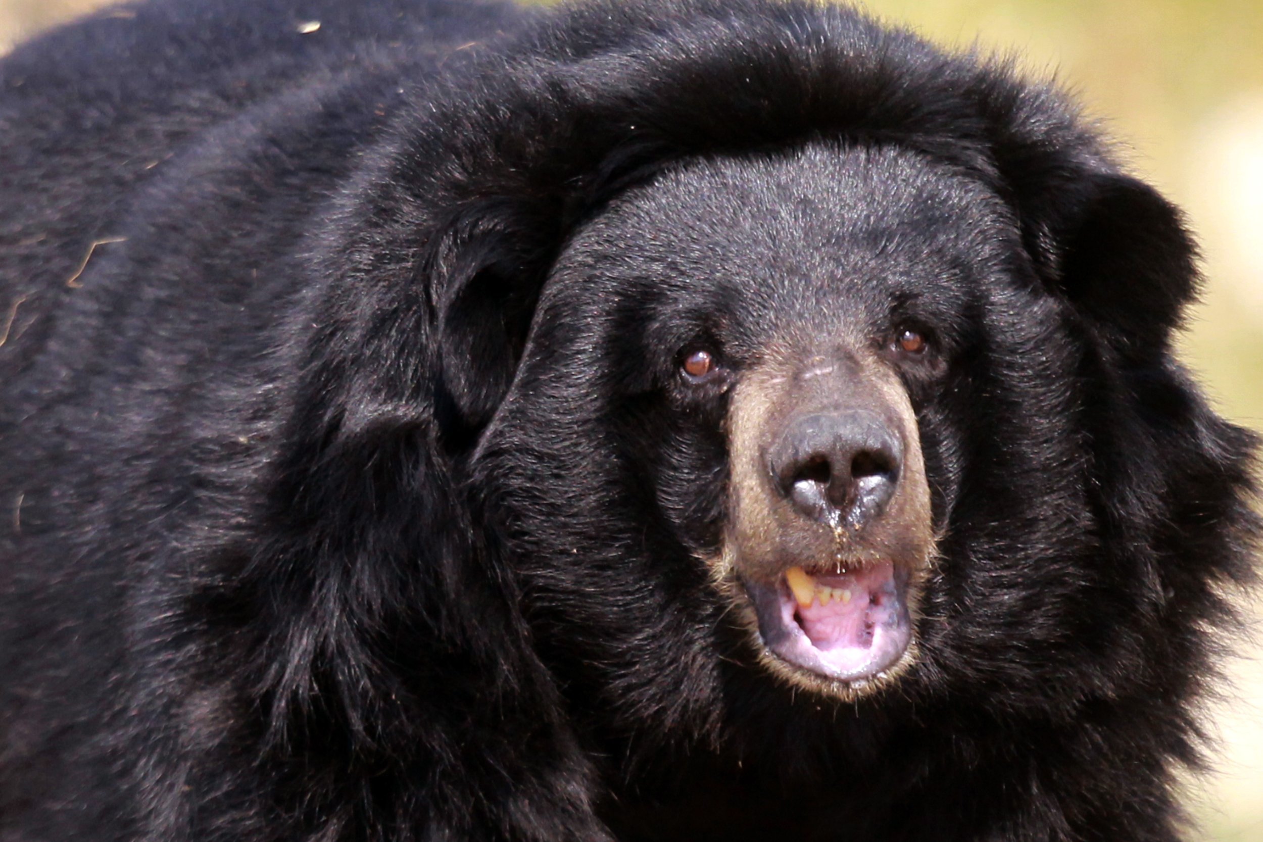 Hunter Shoots Bear, Gets Critically Injured When Animal Falls On Him