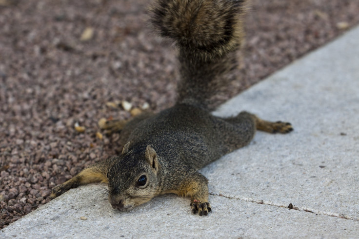 Driver Saves Squirrel's Life With CPR 